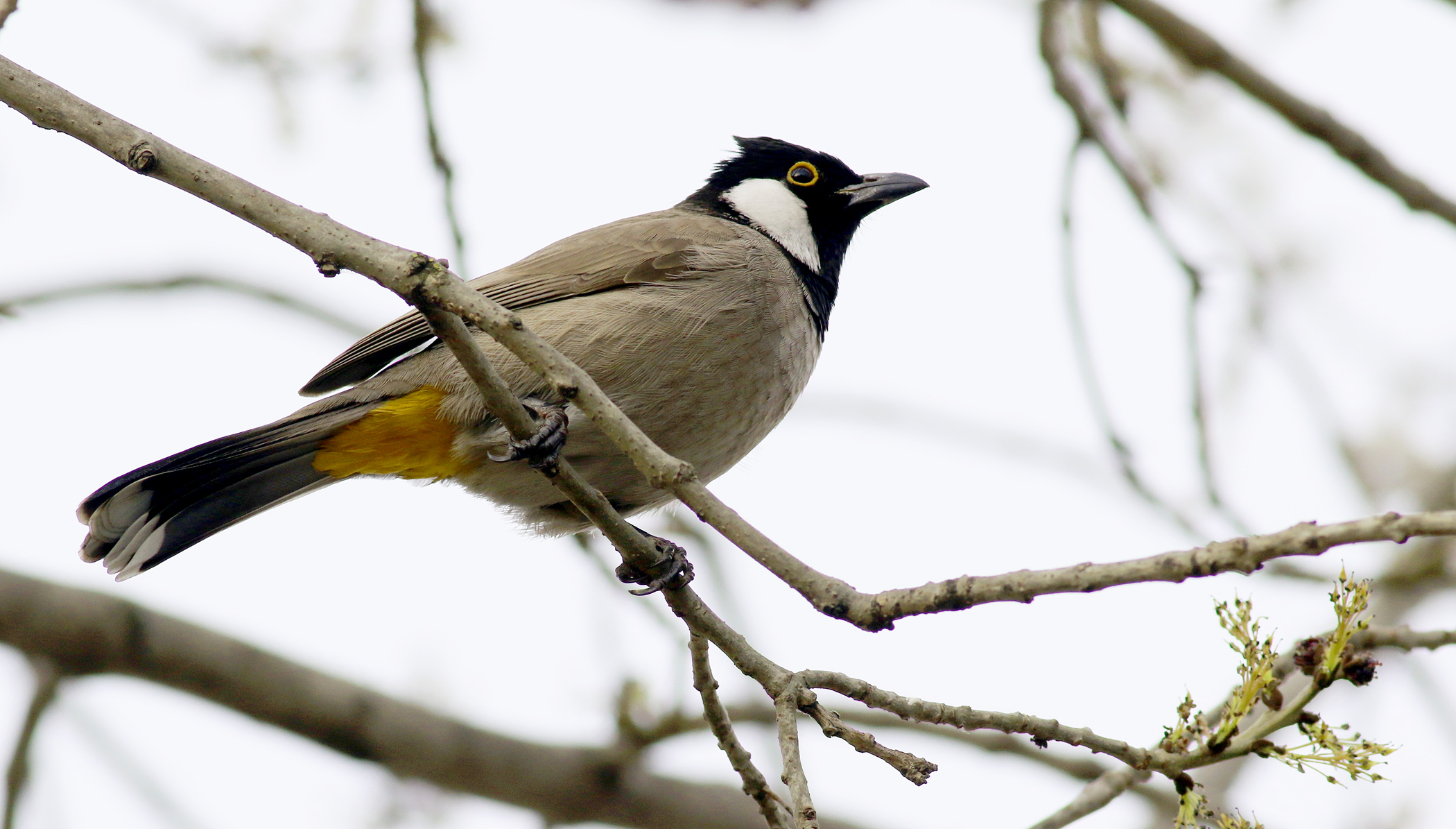 White-eared Bulbul